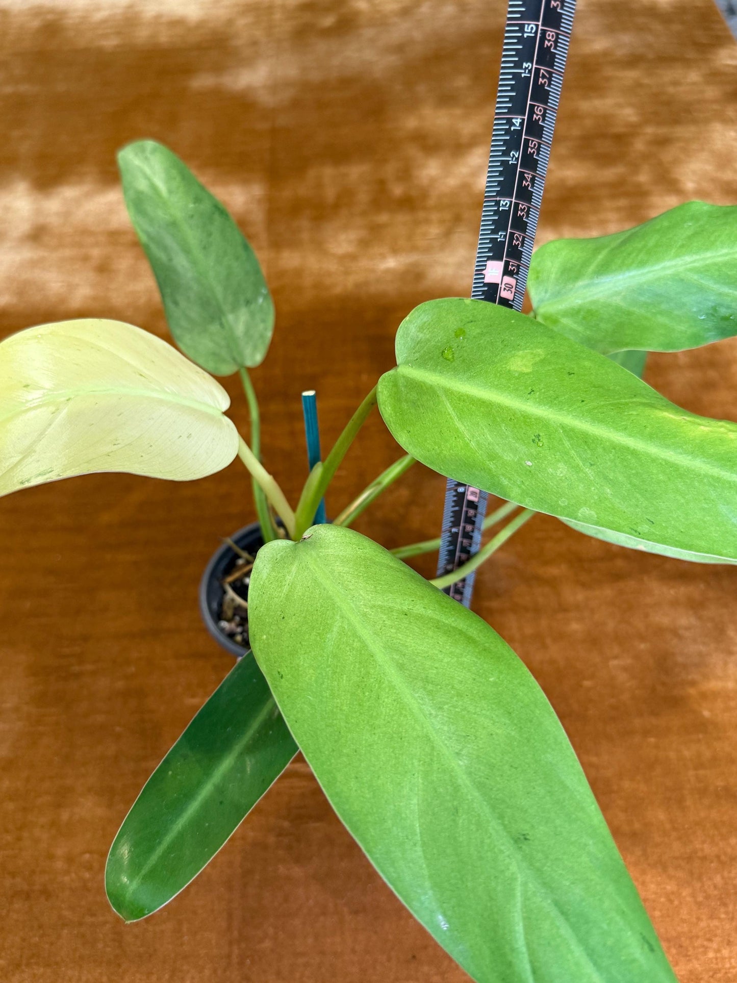 Philodendron Whipple Way~ full plant