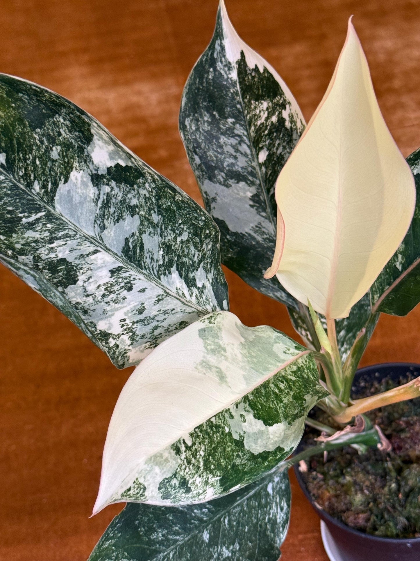 Aglaonema Siam Jade Variegated ~ rare plant