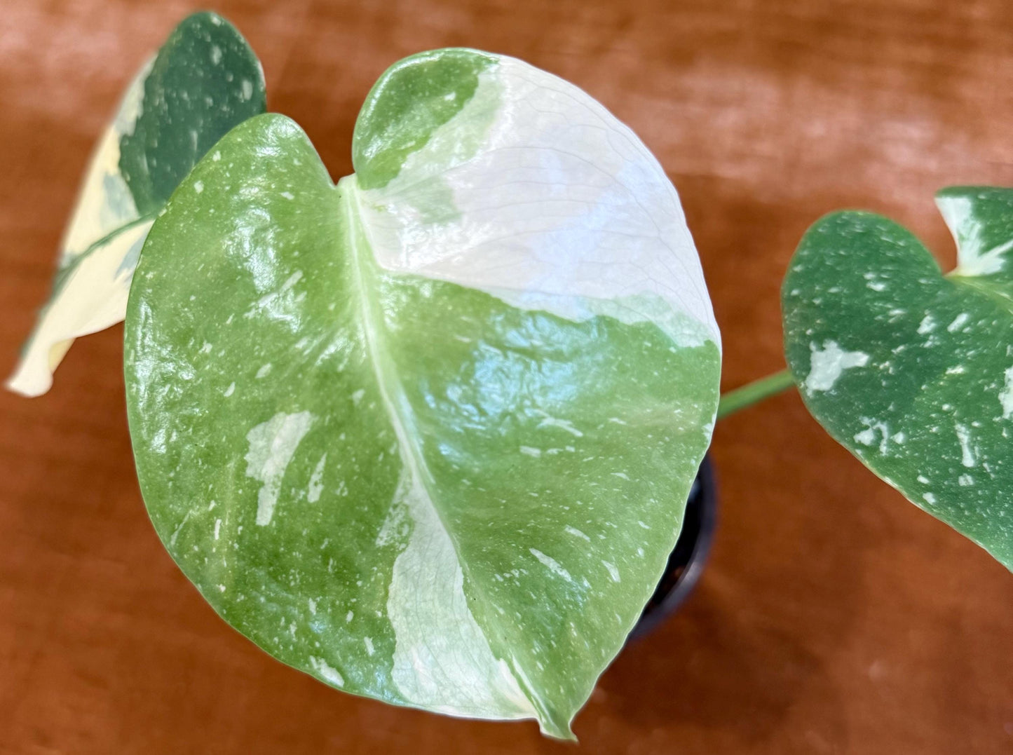 Monstera Crème Brûlée