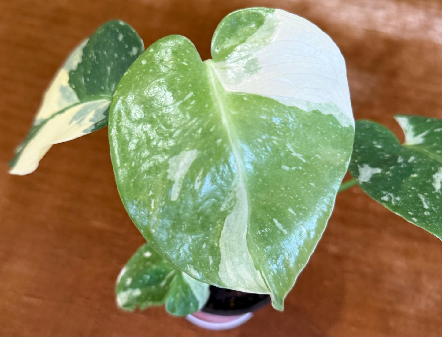 Monstera Crème Brûlée