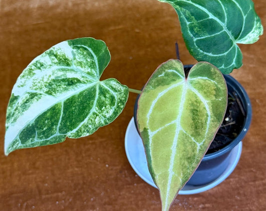 Anthurium Crystallinum Variegated rare plant