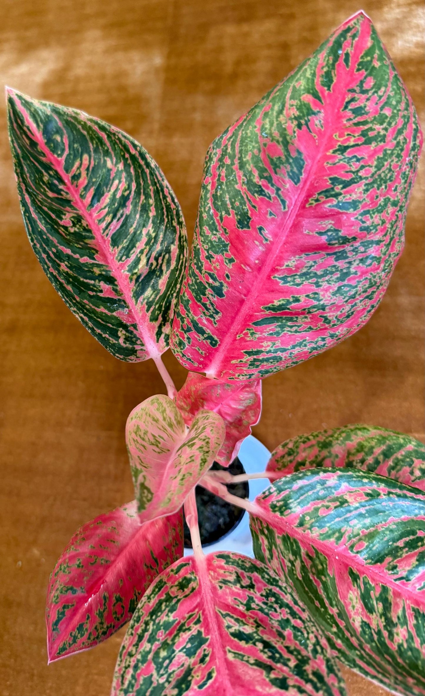 Aglaonema Mahanakorn Hot Pink houseplant