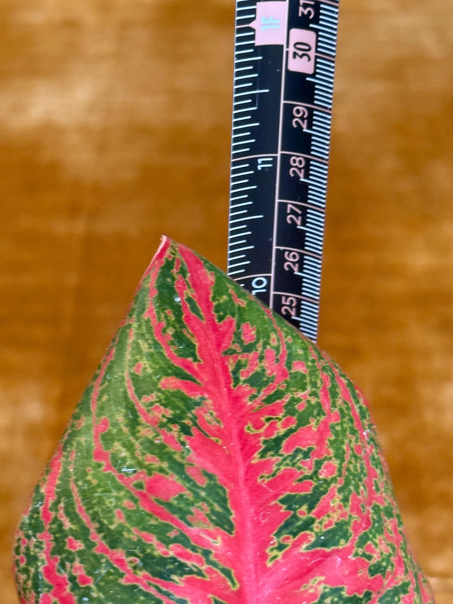 Aglaonema Mahanakorn Hot Pink houseplant