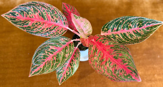 Aglaonema Mahanakorn Hot Pink houseplant
