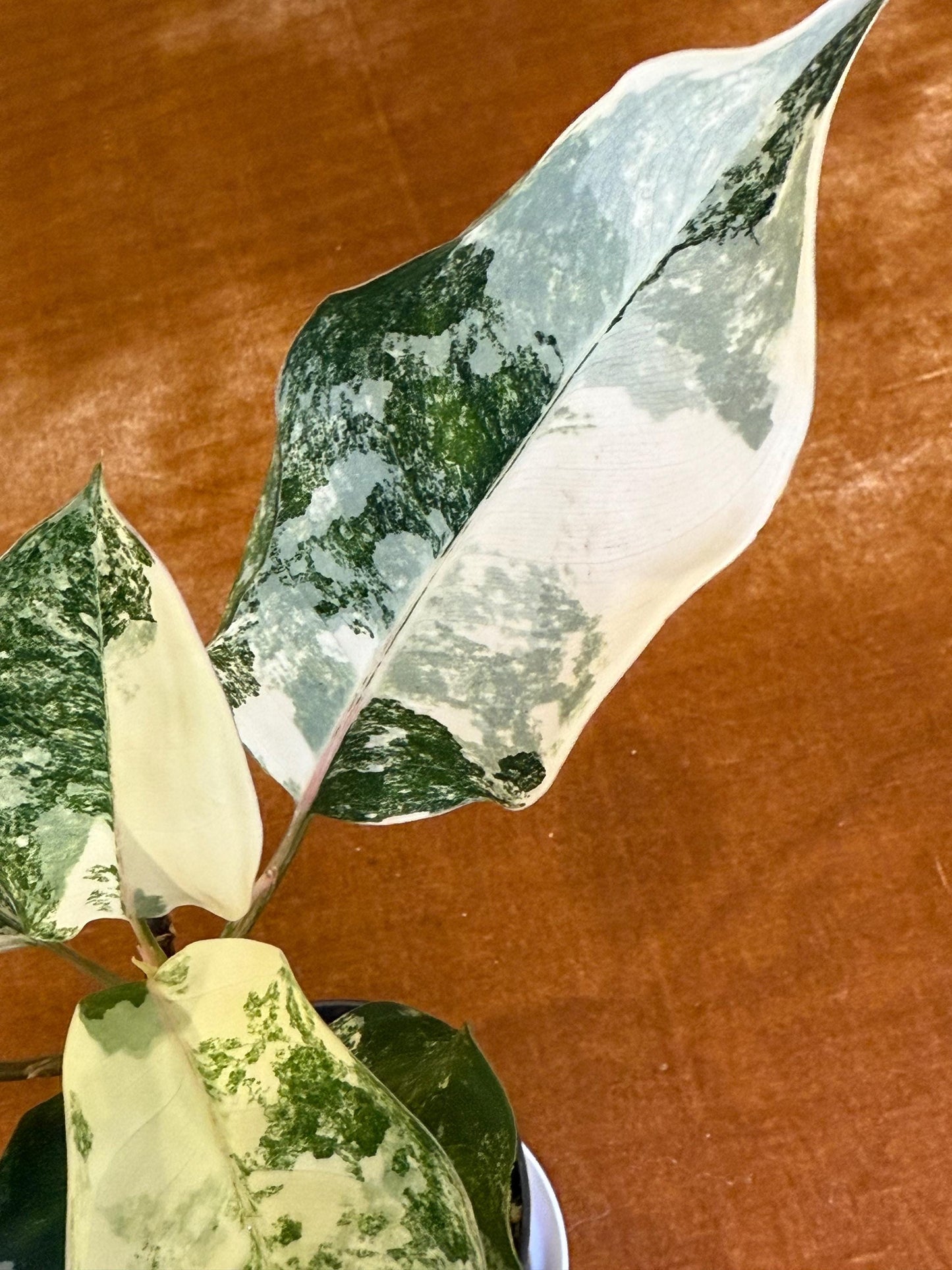 Aglaonema Siam Jade Variegated