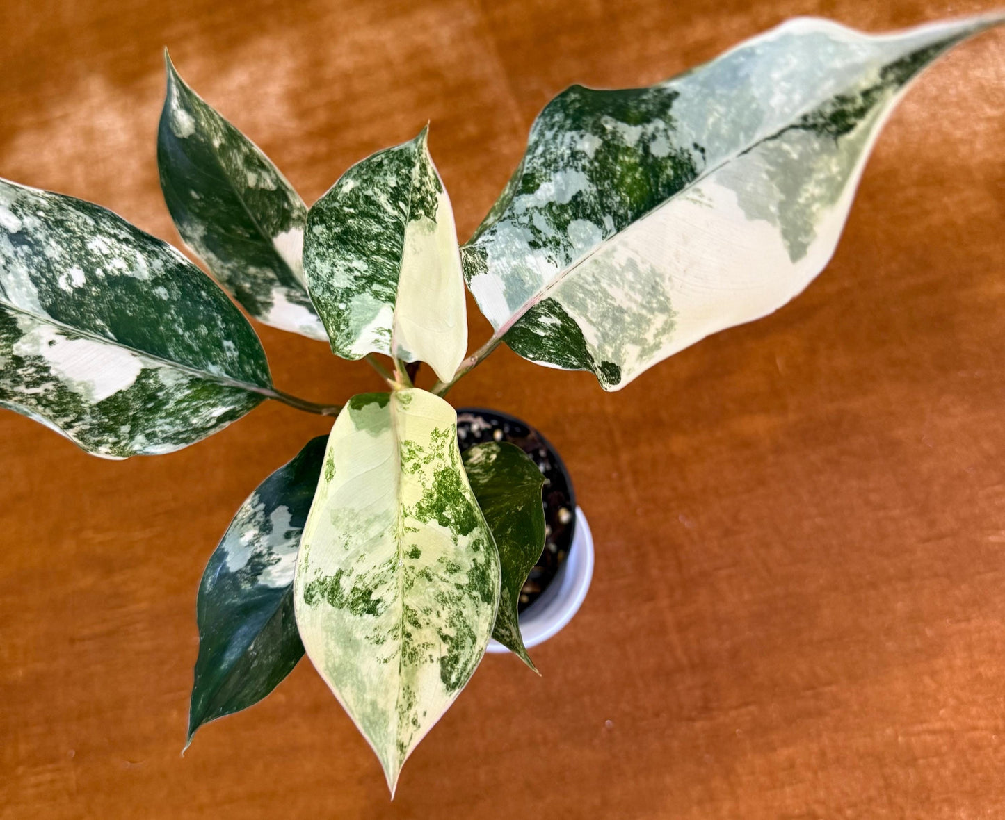 Aglaonema Siam Jade Variegated