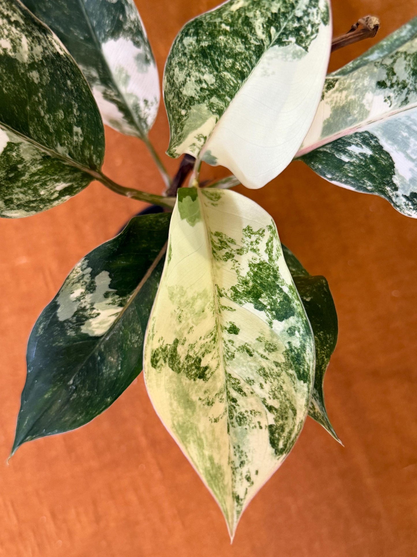 Aglaonema Siam Jade Variegated