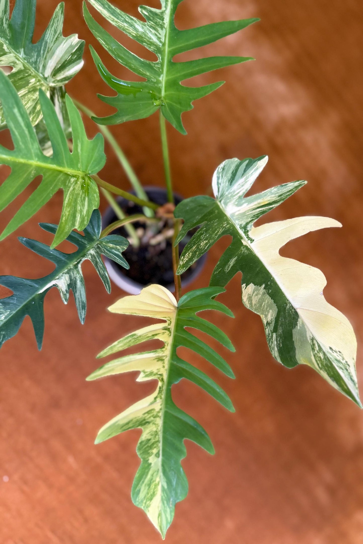 Philodendron Florida Beauty x Tortum Variegated