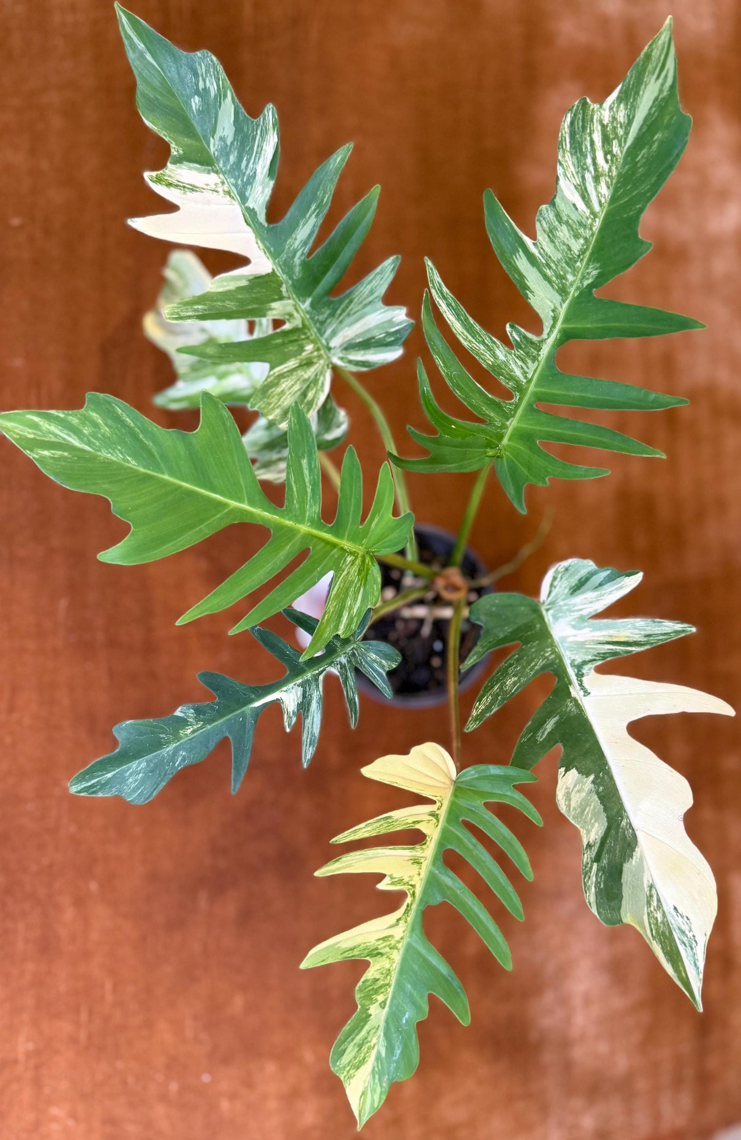 Philodendron Florida Beauty x Tortum Variegated