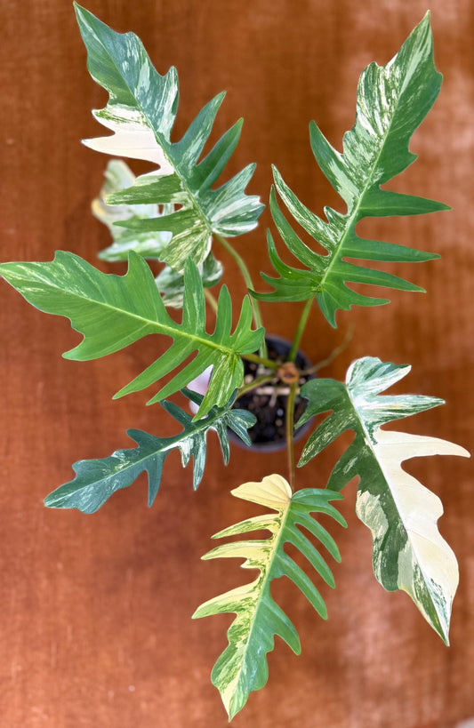Philodendron Florida Beauty x Tortum Variegated