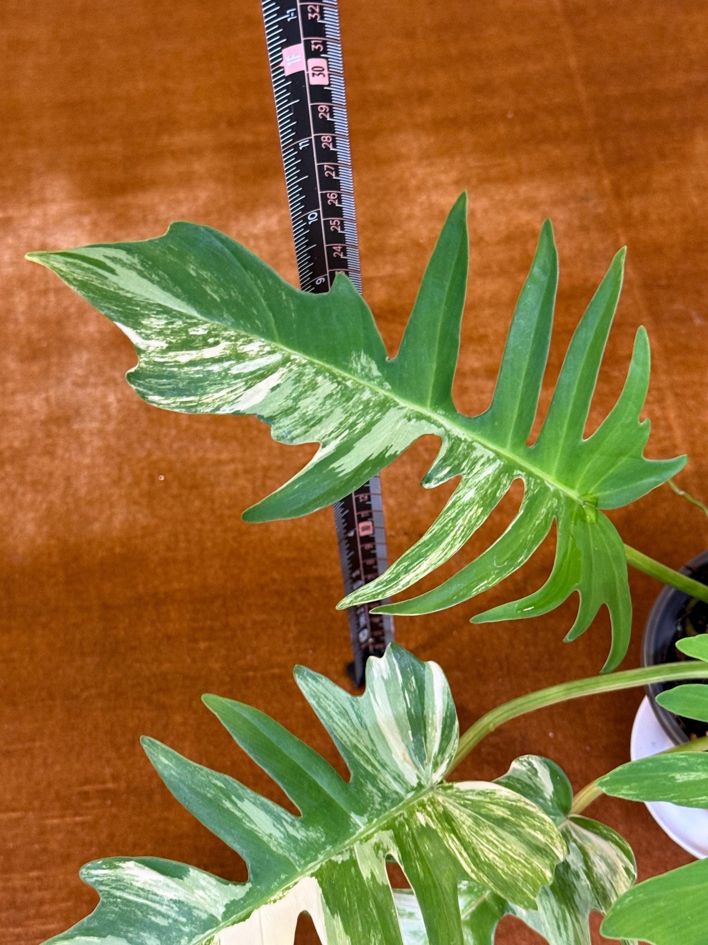 Philodendron Florida Beauty x Tortum Variegated