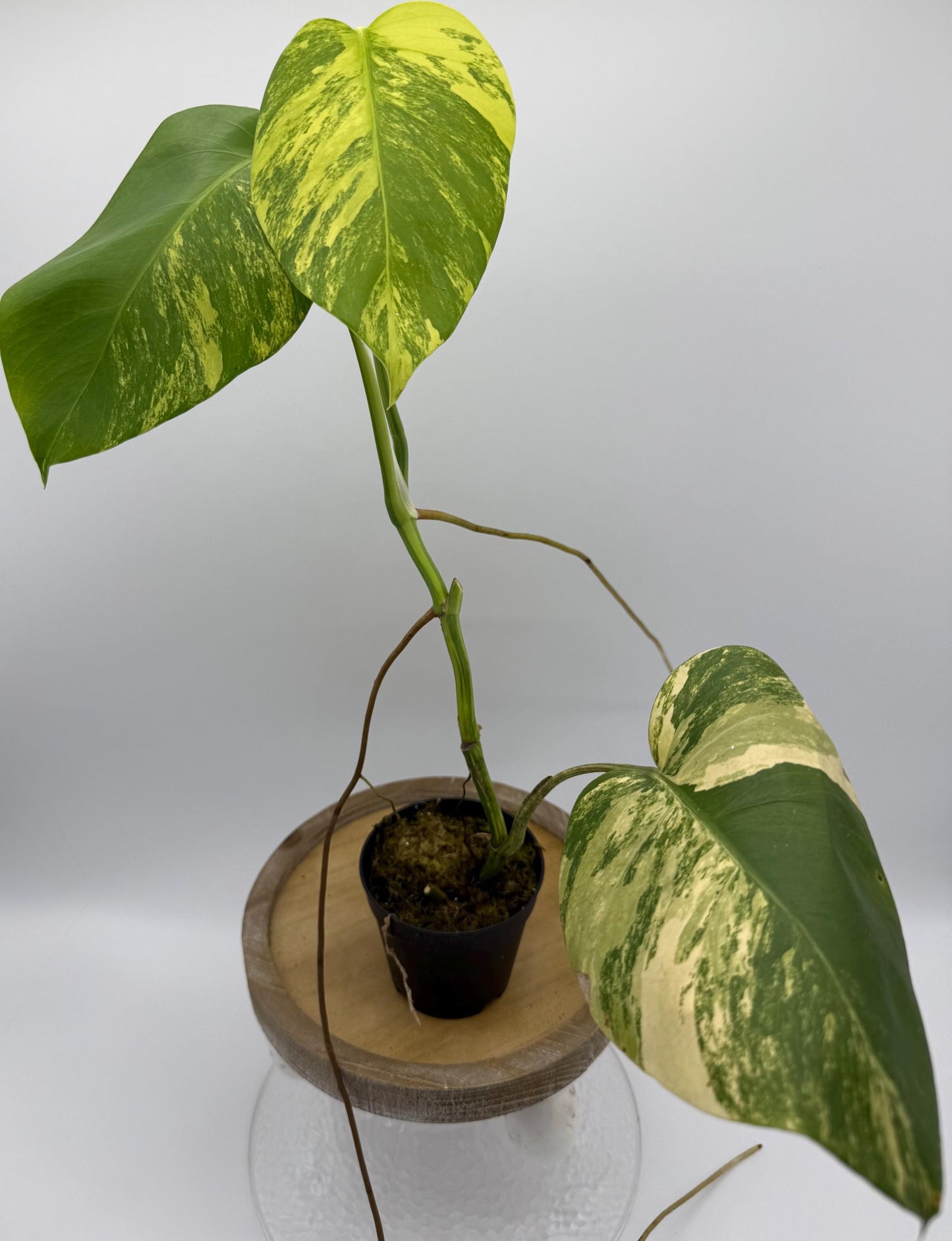 Monstera Aurea