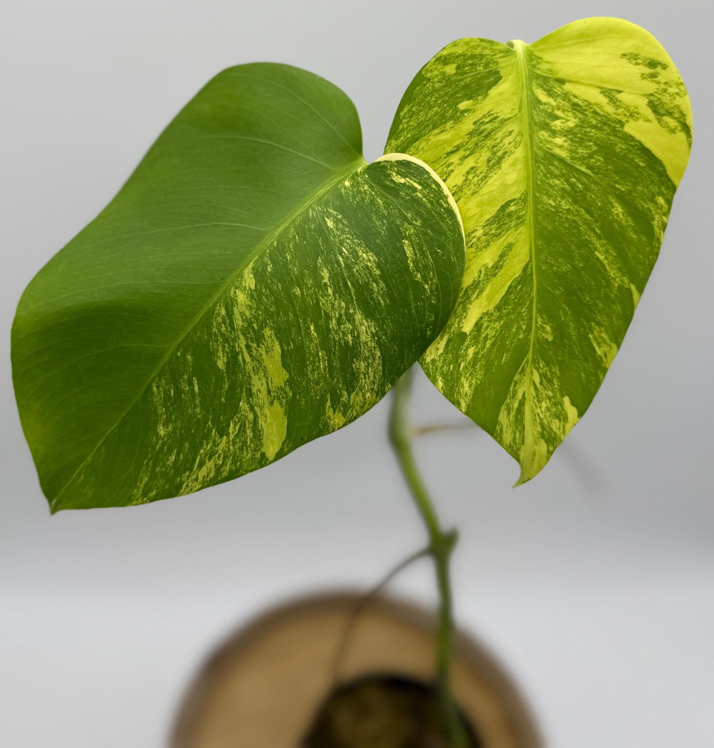 Monstera Aurea