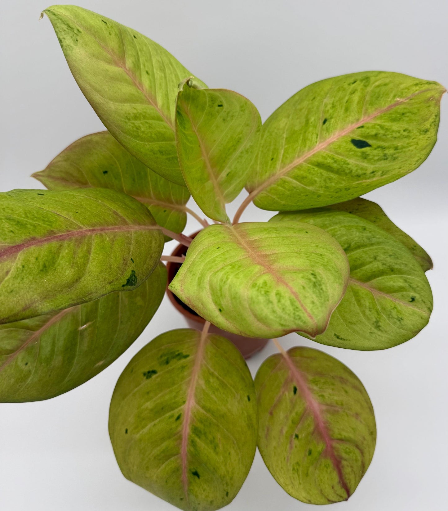 Rare Aglaonema Andini Plant - 5 Inch Pot