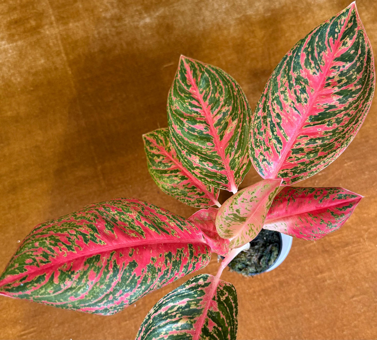 Aglaonema Mahanakorn Hot Pink houseplant