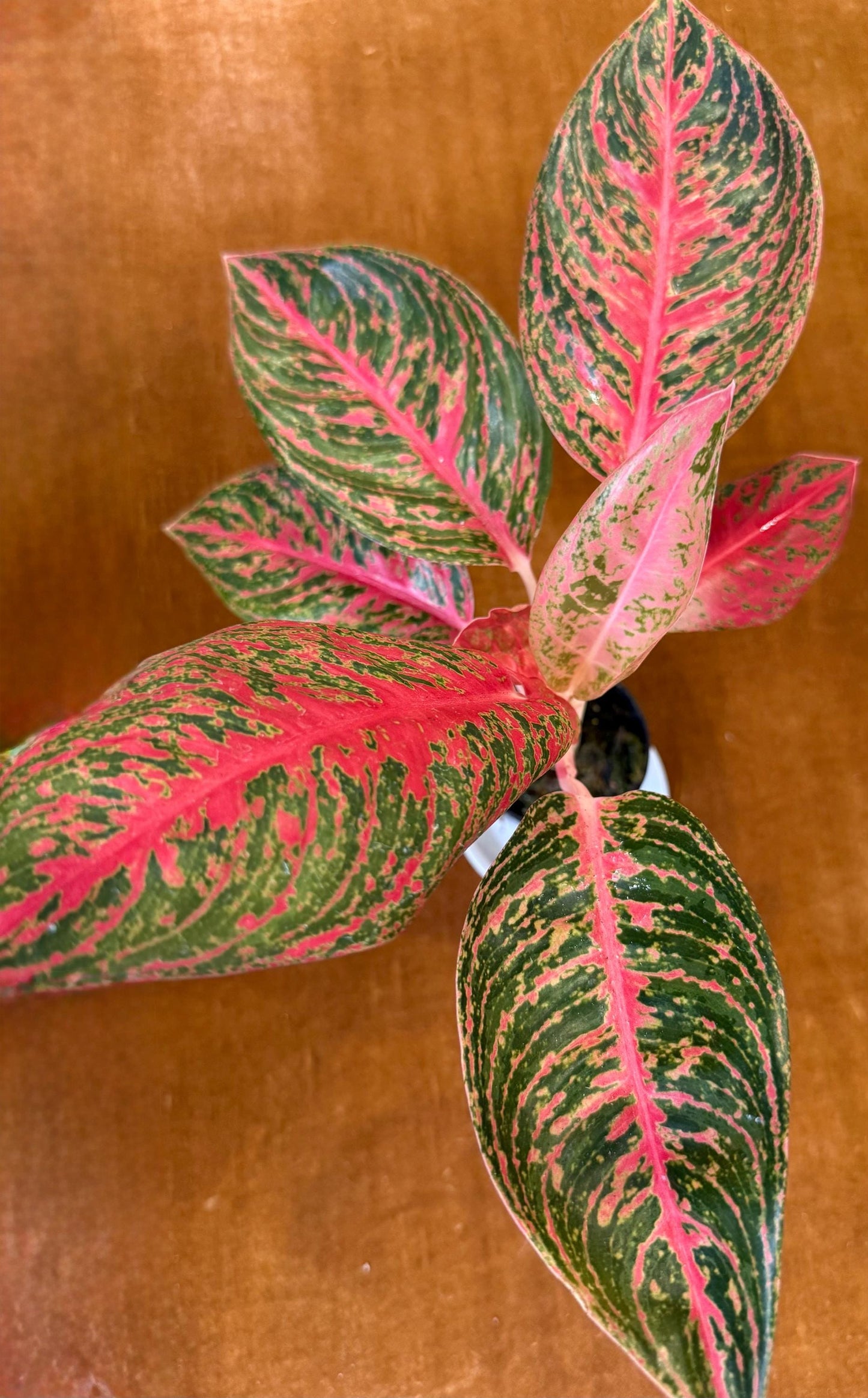 Aglaonema Mahanakorn Hot Pink houseplant
