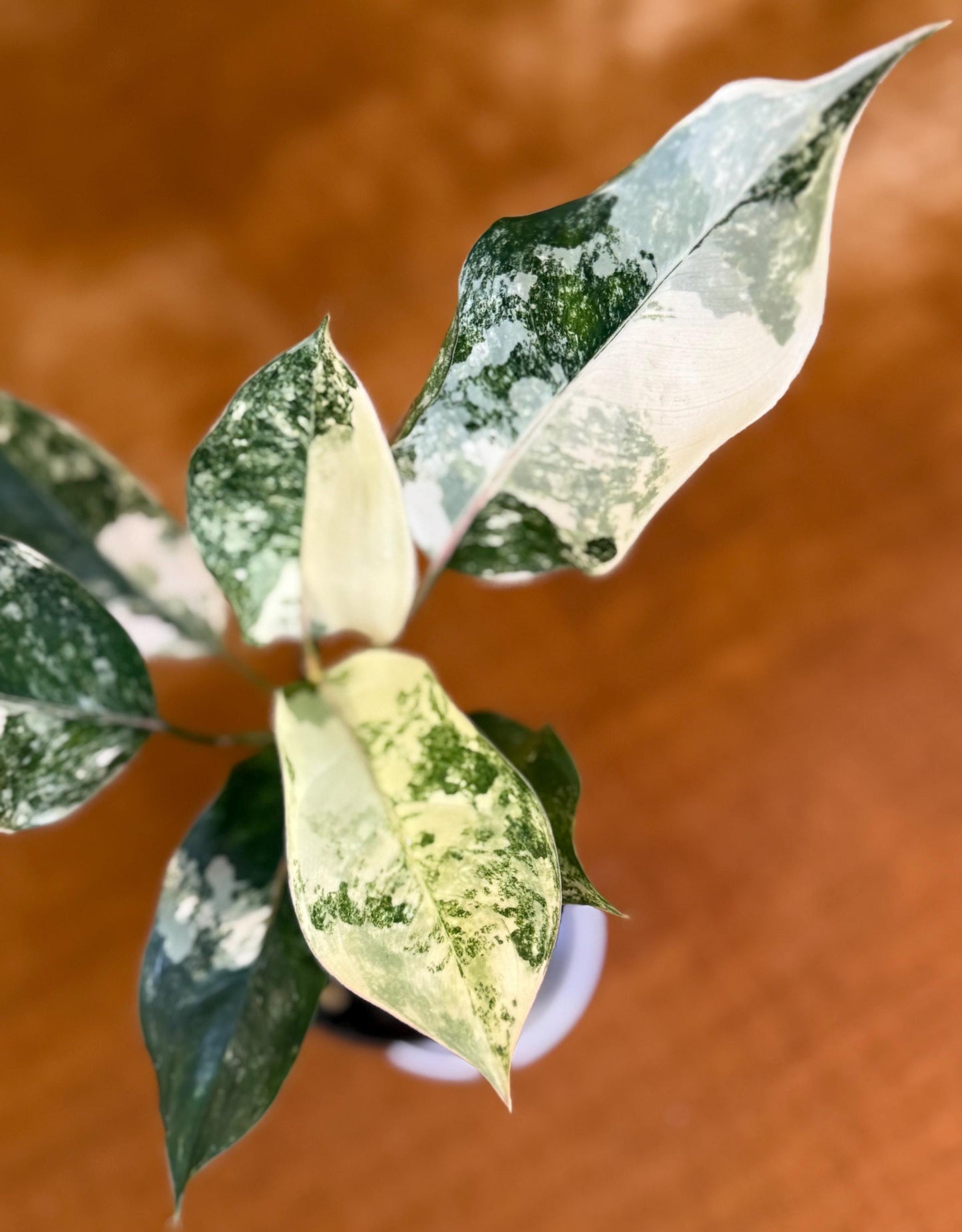 Aglaonema Siam Jade Variegated