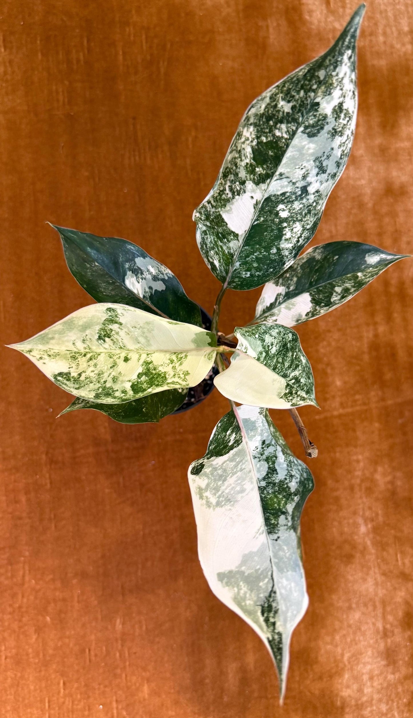Aglaonema Siam Jade Variegated