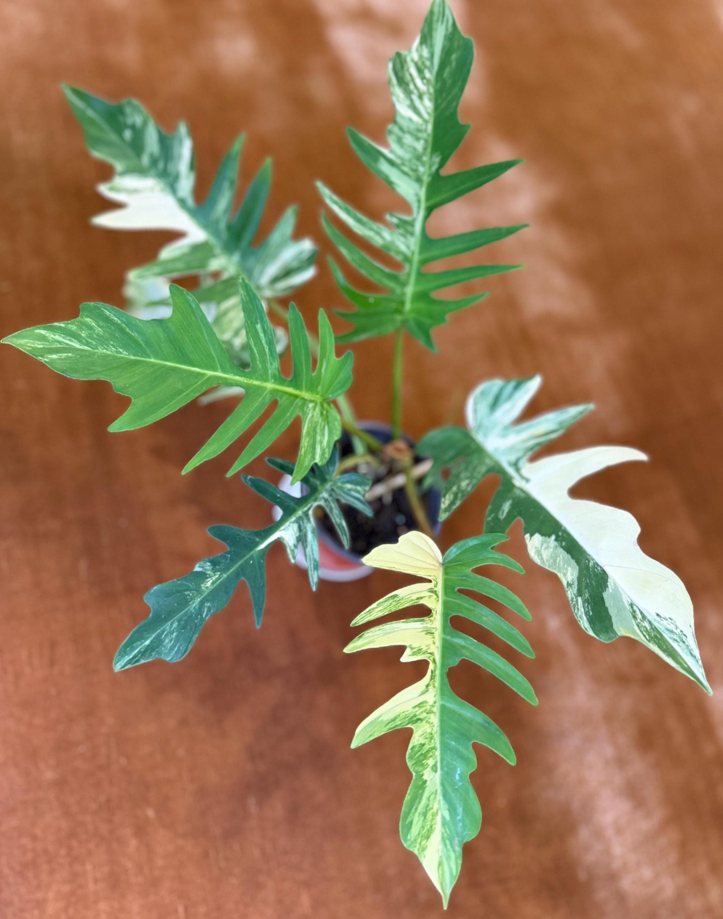 Philodendron Florida Beauty x Tortum Variegated