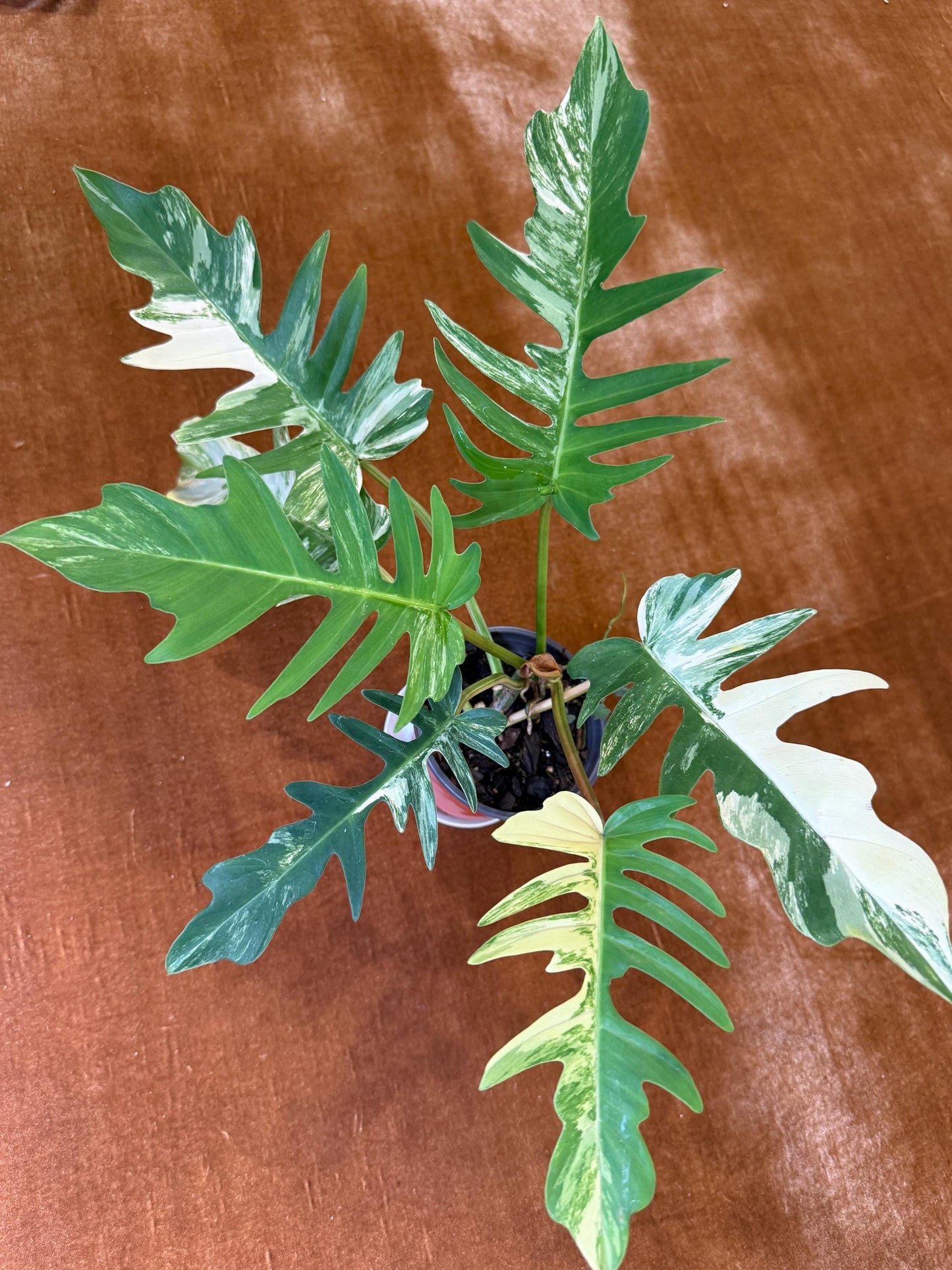 Philodendron Florida Beauty x Tortum Variegated