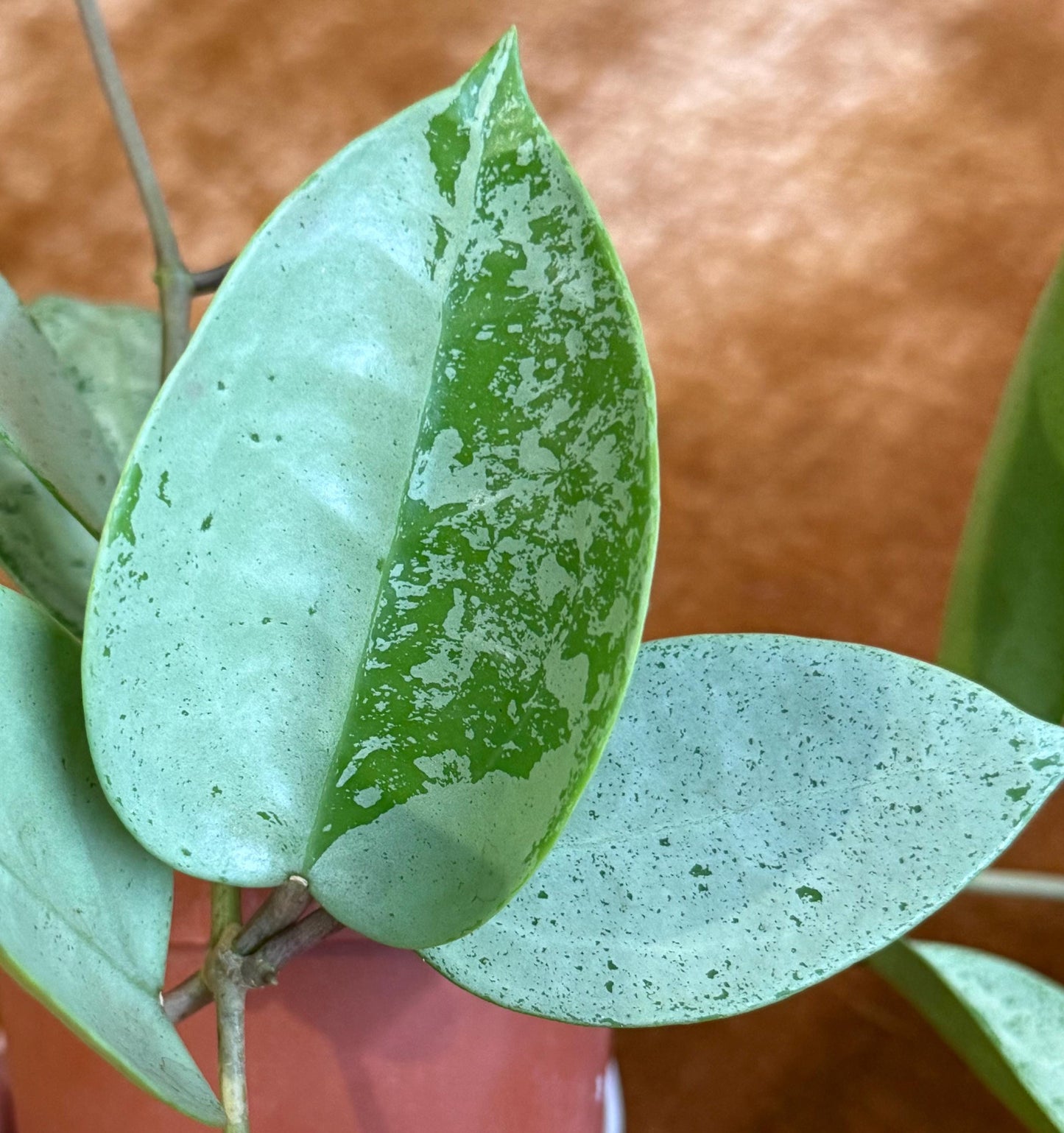 Hoya Lacunosa Silver Mint Coin