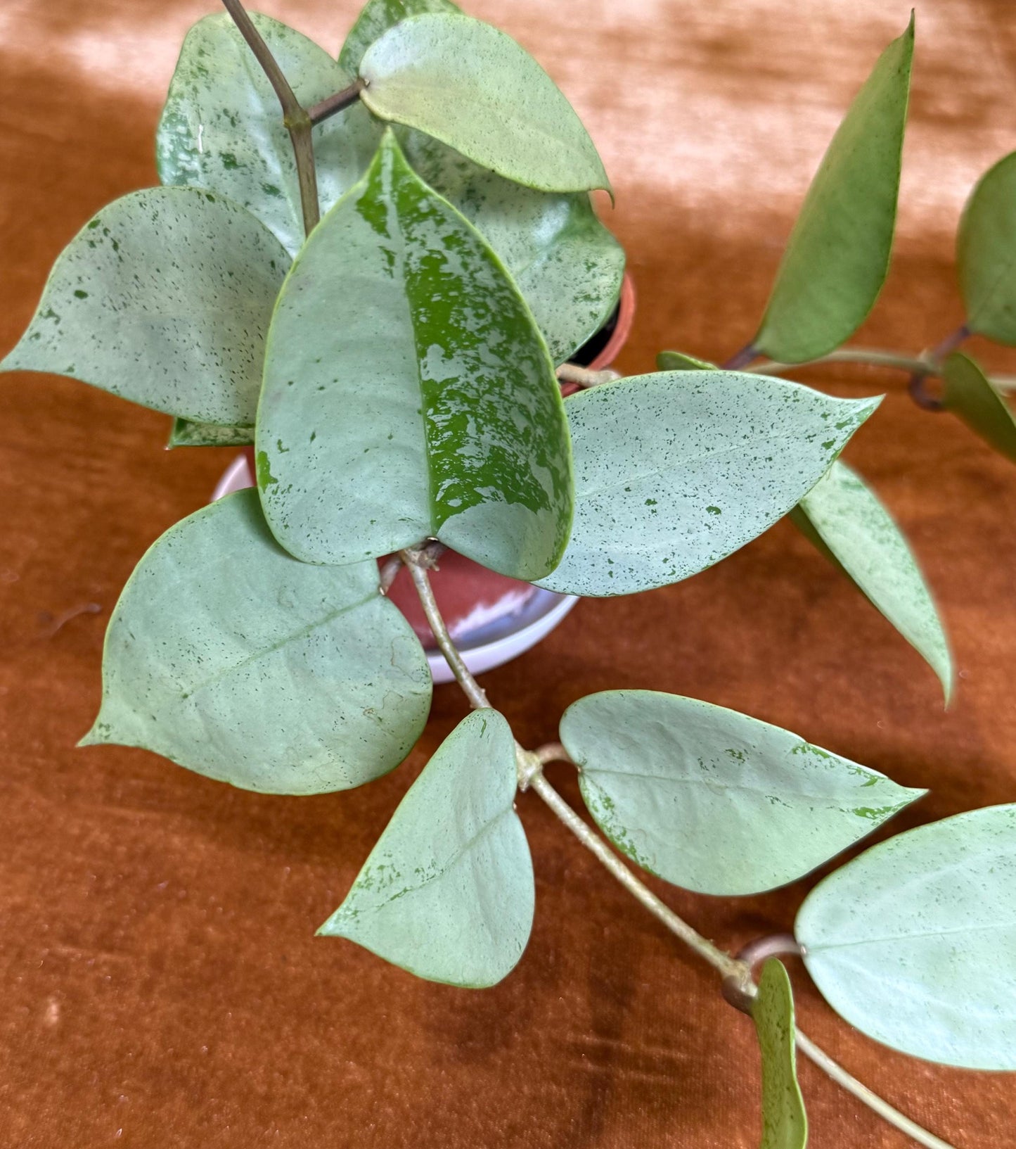 Hoya Lacunosa Silver Mint Coin