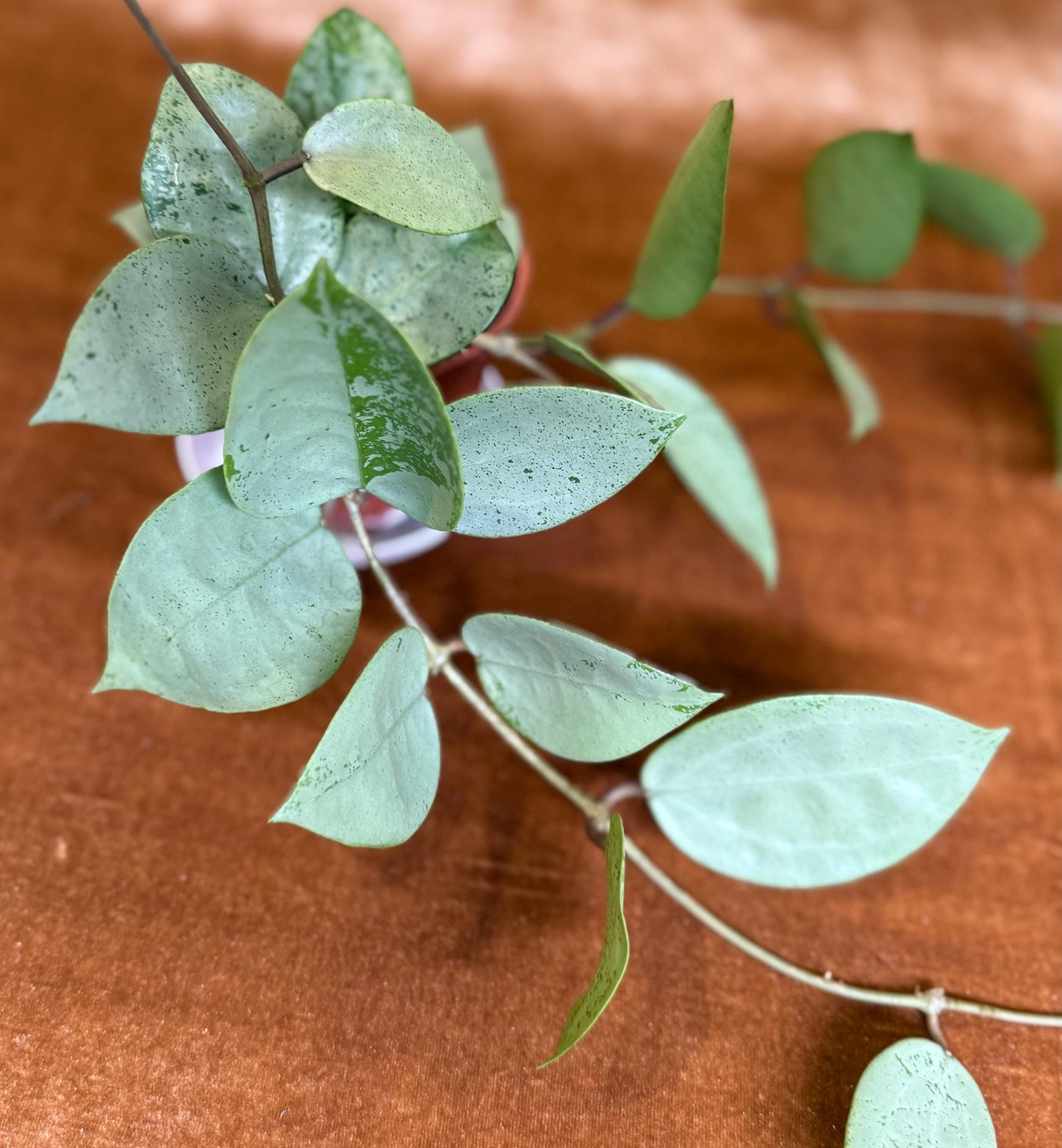 Hoya Lacunosa Silver Mint Coin