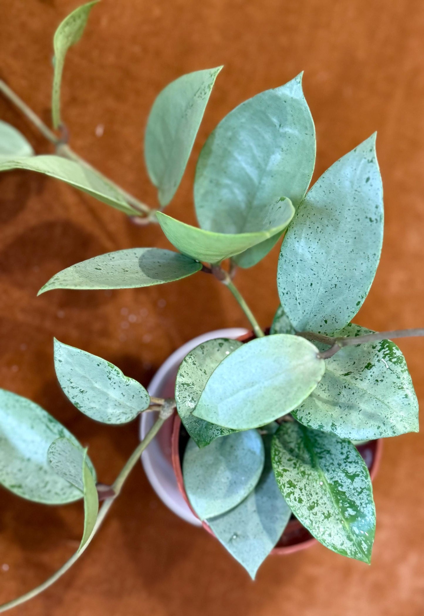 Hoya Lacunosa Silver Mint Coin