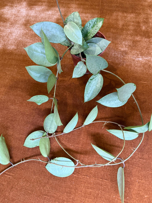 Hoya Lacunosa Silver Mint Coin