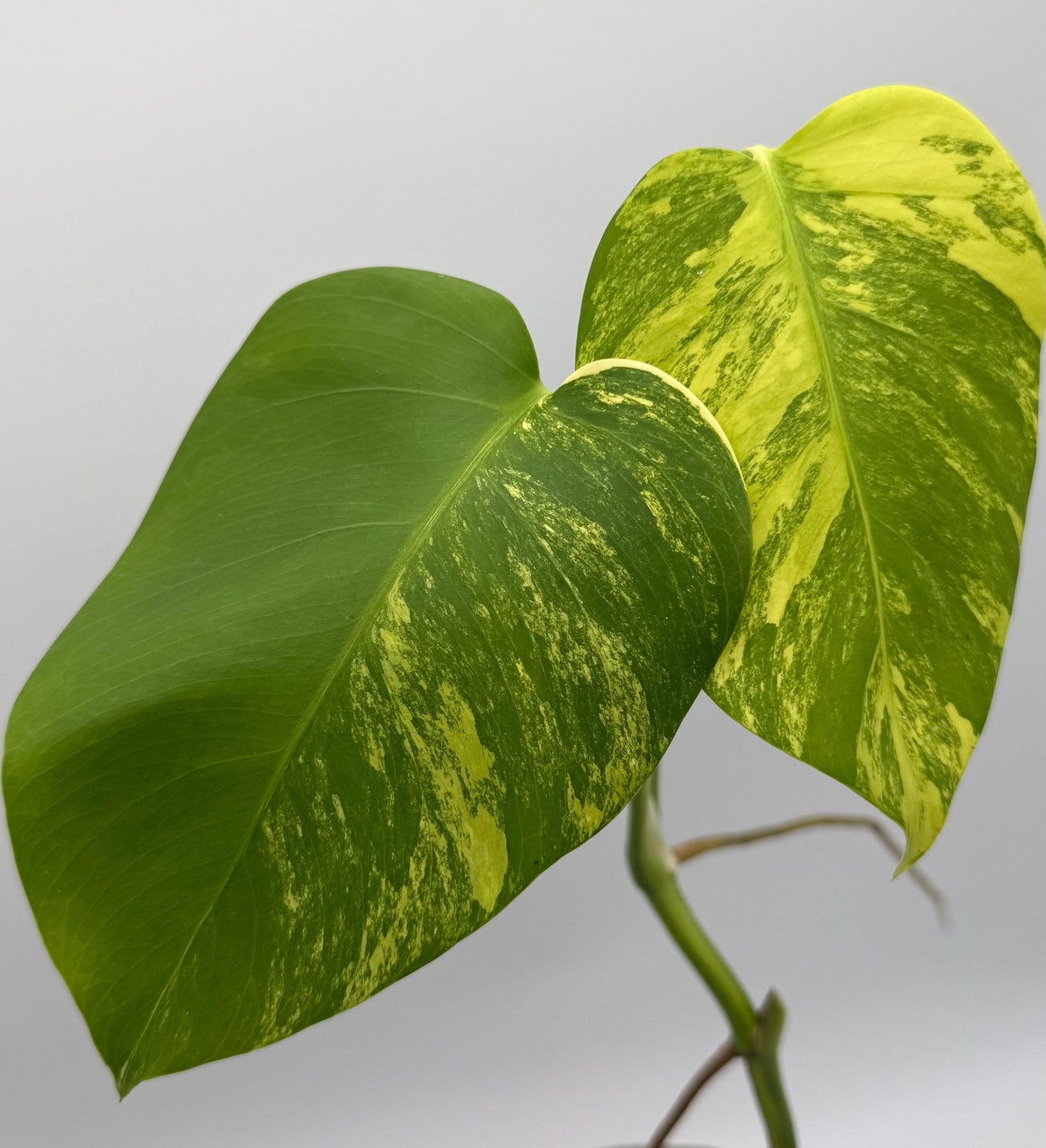 Monstera Aurea