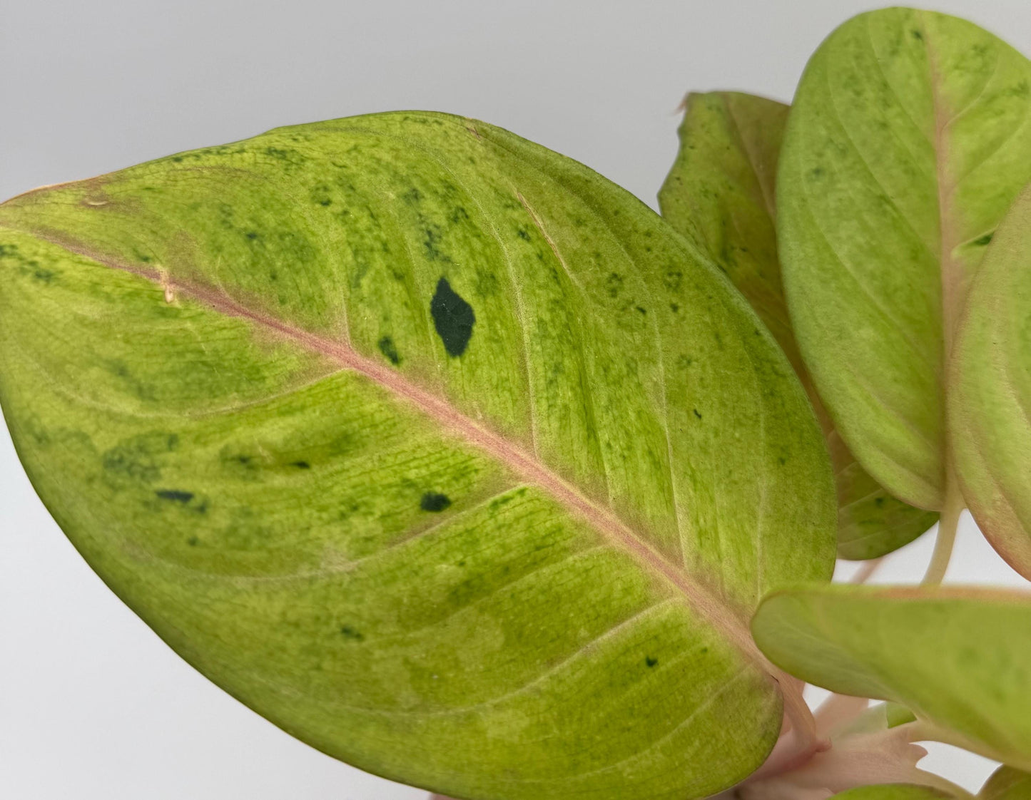 Rare Aglaonema Andini Plant - 5 Inch Pot