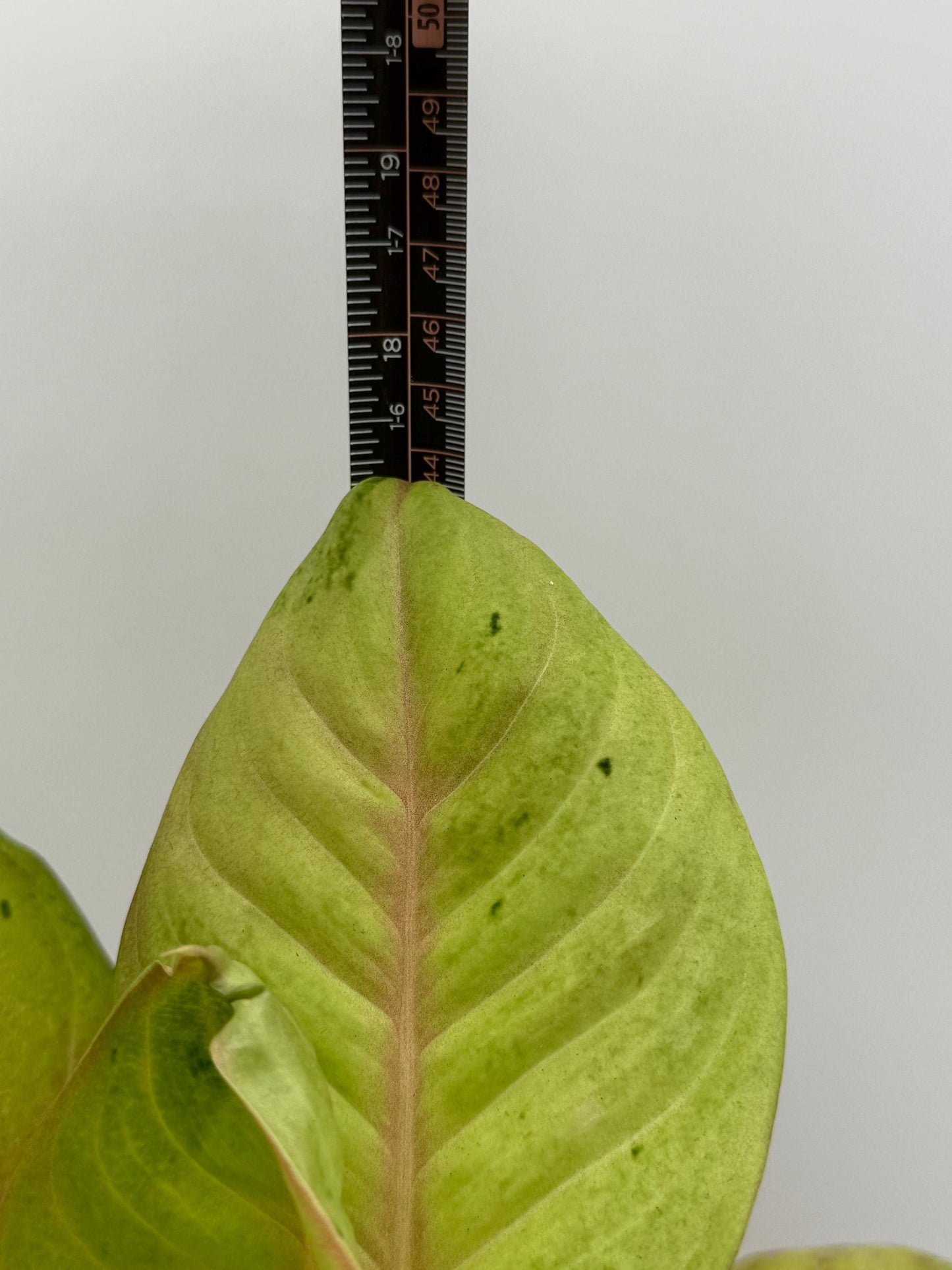 Rare Aglaonema Andini Plant - 5 Inch Pot