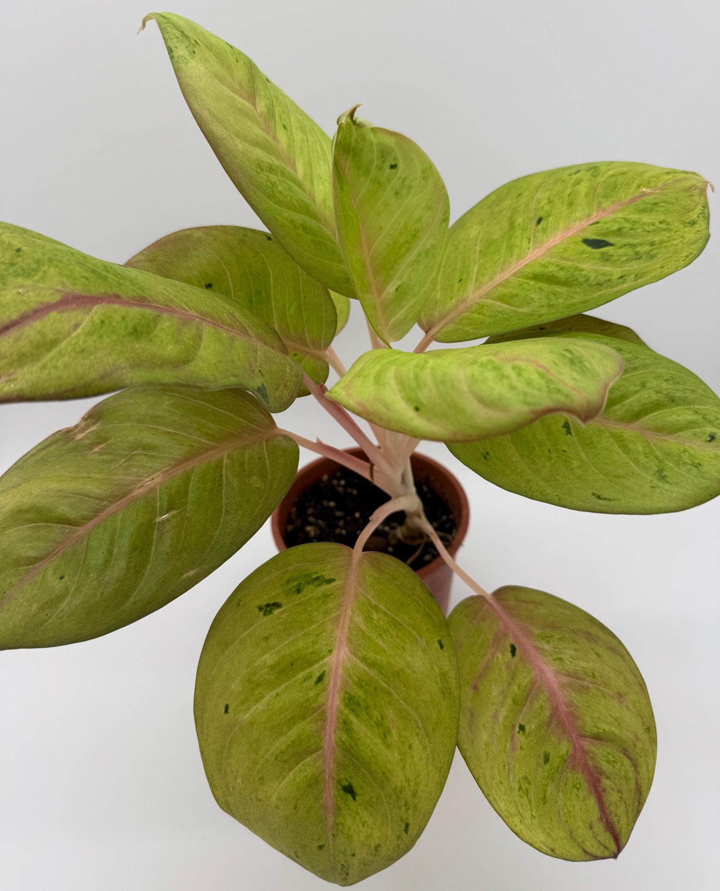 Rare Aglaonema Andini Plant - 5 Inch Pot