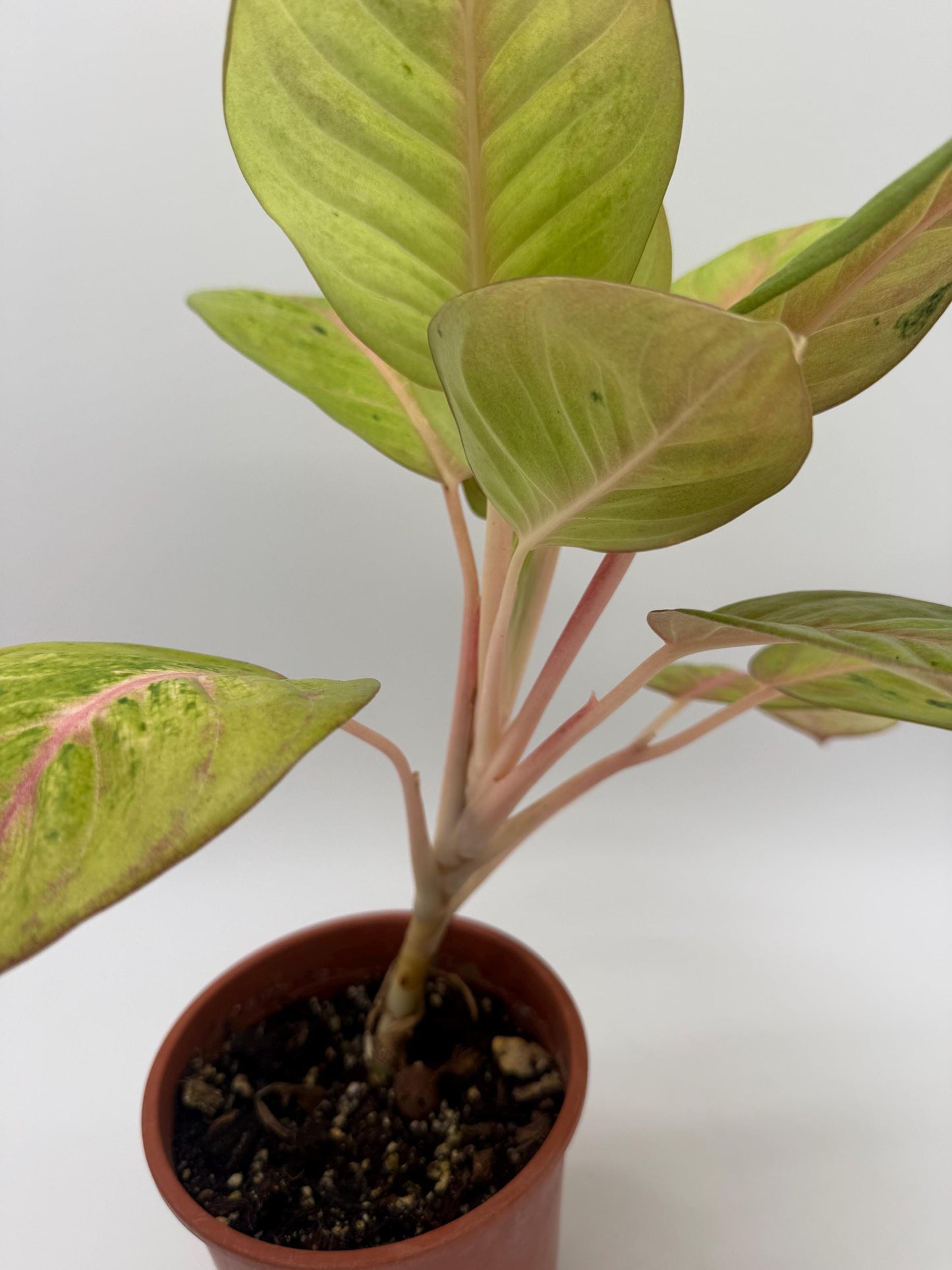 Rare Aglaonema Andini Plant - 5 Inch Pot