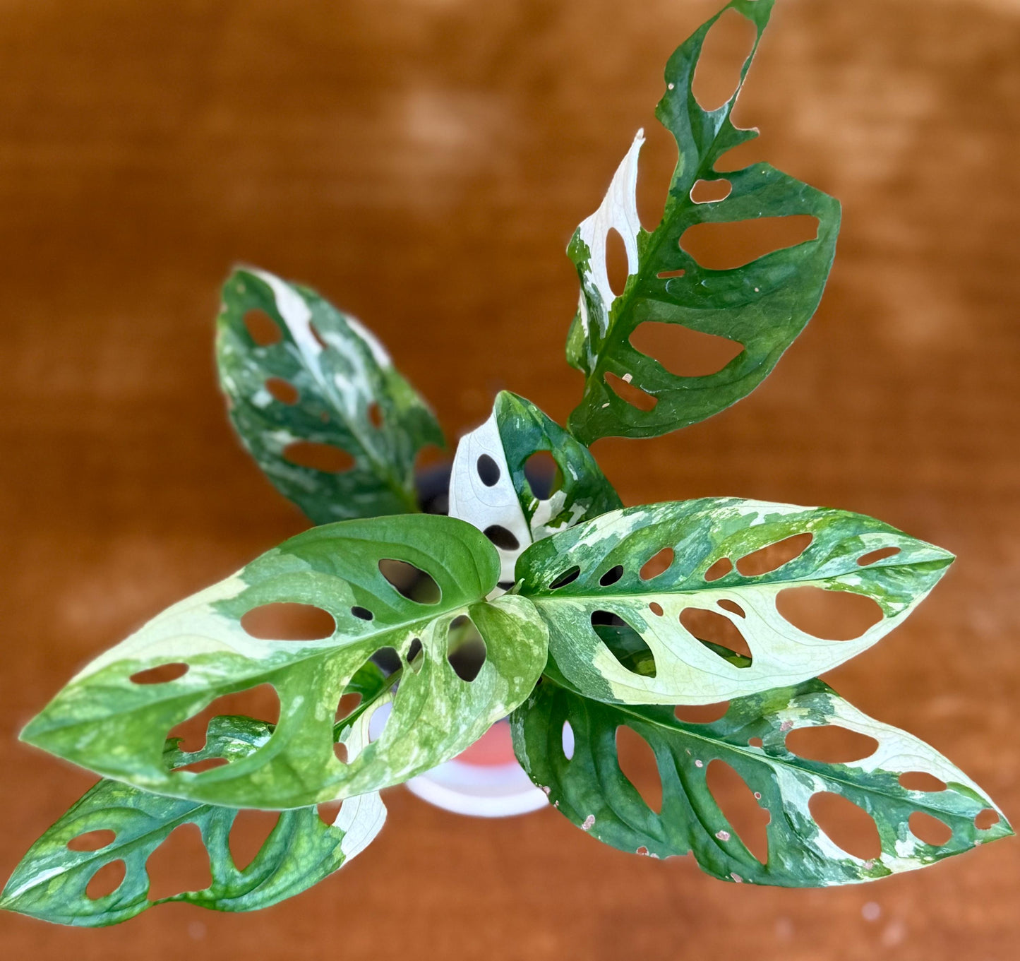 Monstera Adansonii Albo