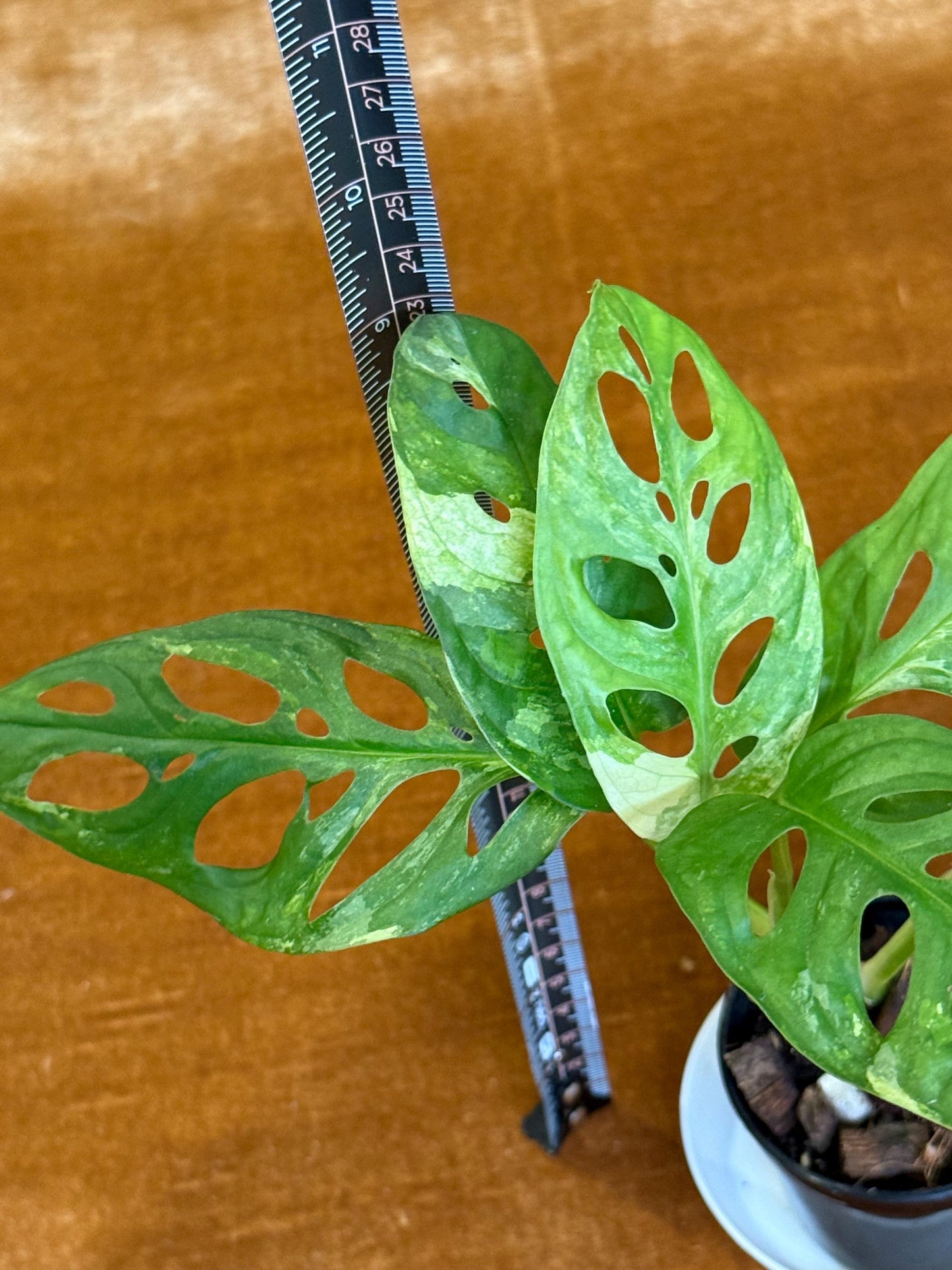 Monstera Adansonii Albo