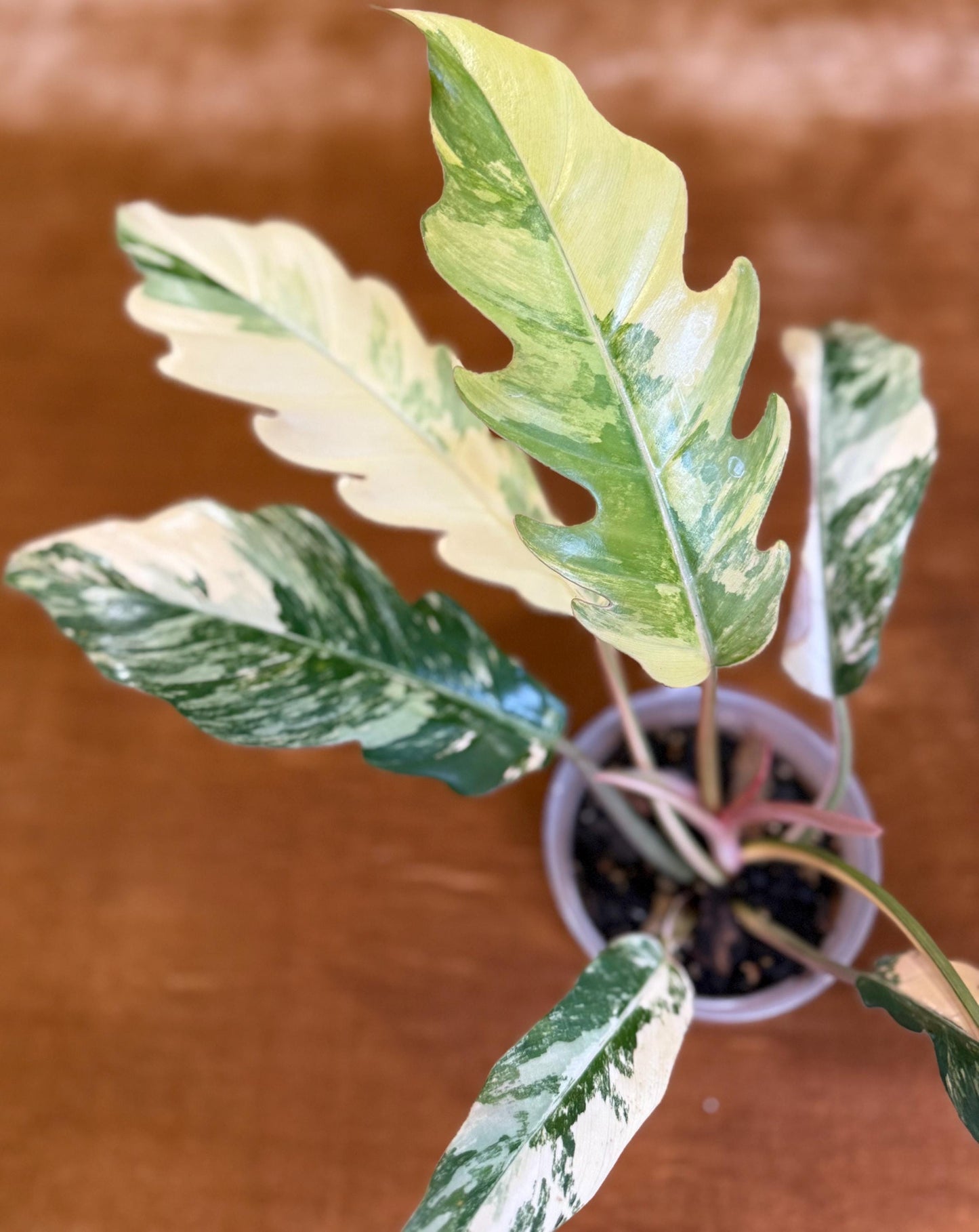 Philodendron Caramel Marble