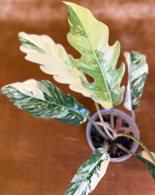 Philodendron Caramel Marble