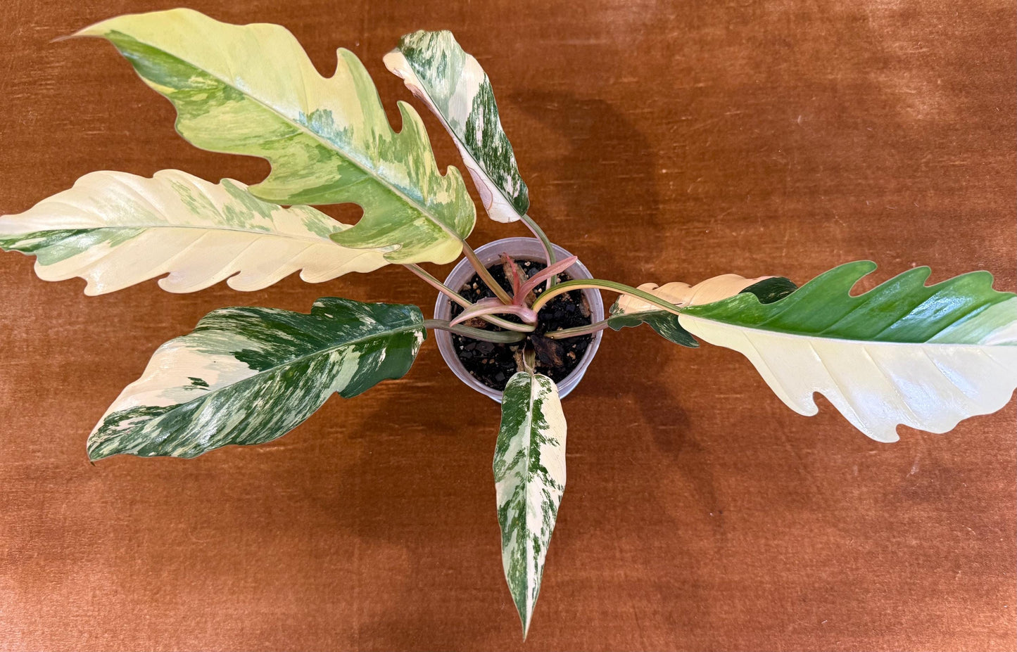 Philodendron Caramel Marble