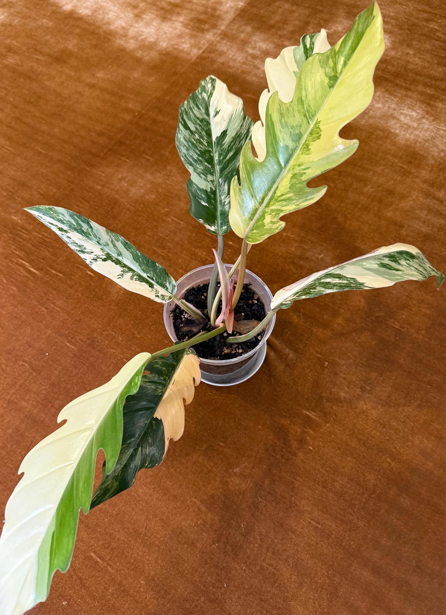 Philodendron Caramel Marble