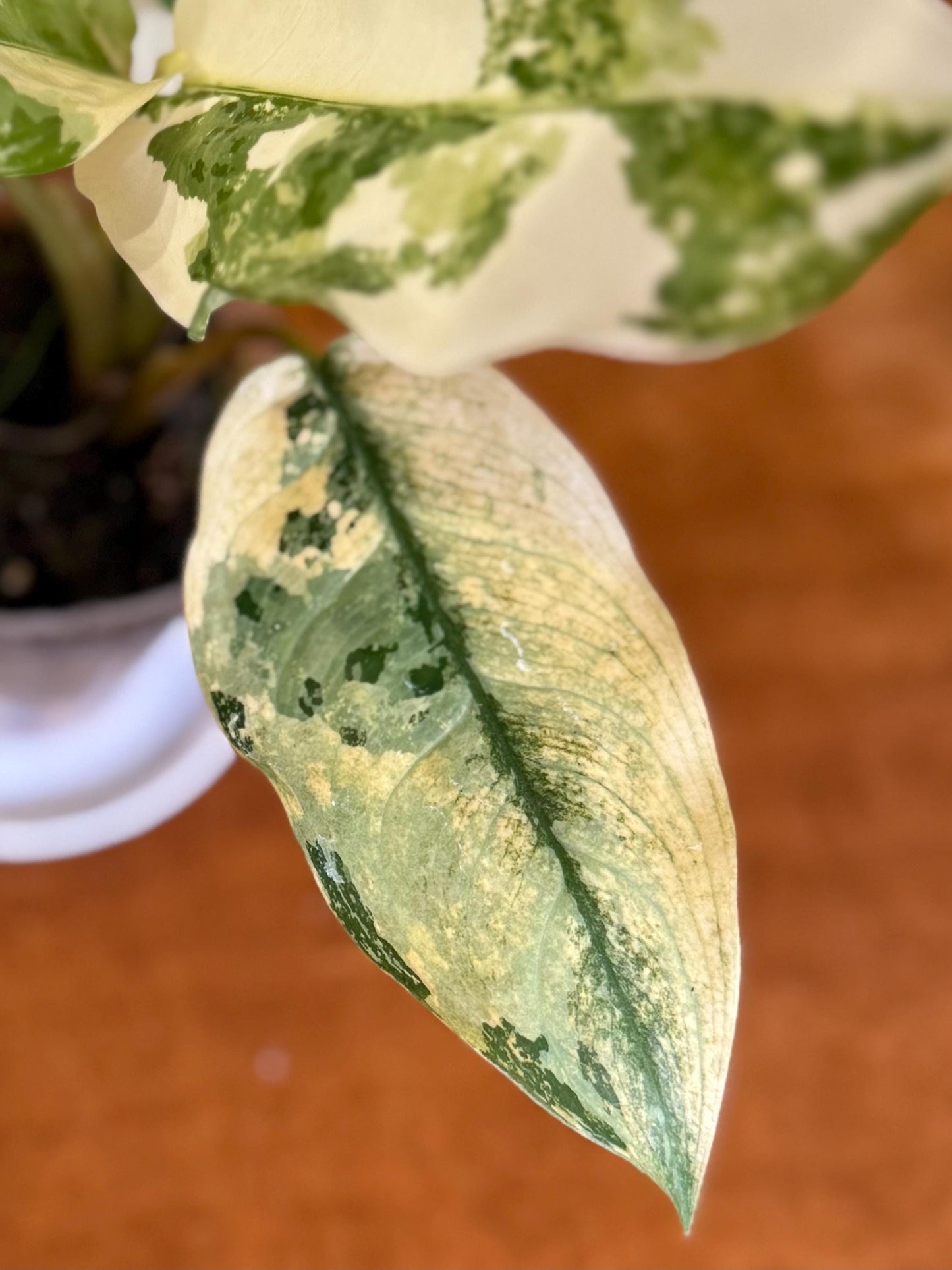 Aglaonema Commutatum ‘Manila Pride’