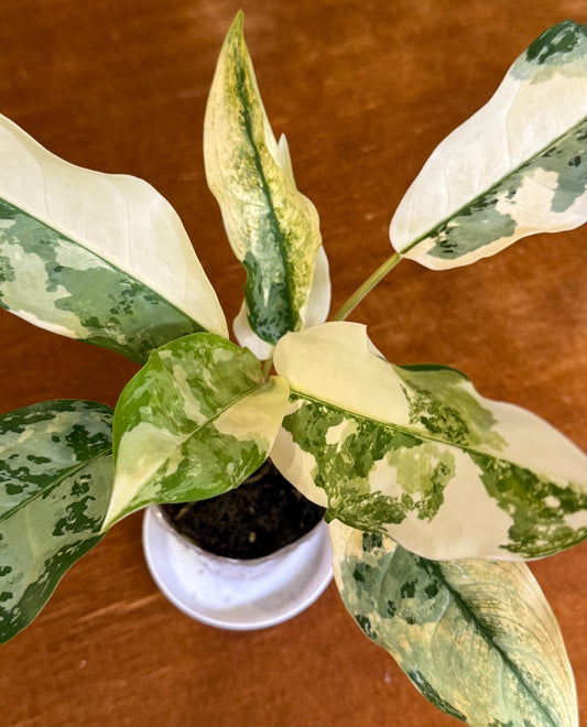 Aglaonema Commutatum ‘Manila Pride’