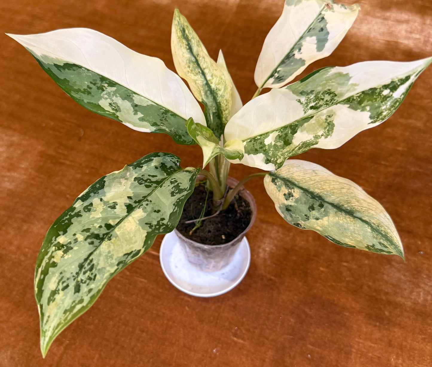 Aglaonema Commutatum ‘Manila Pride’