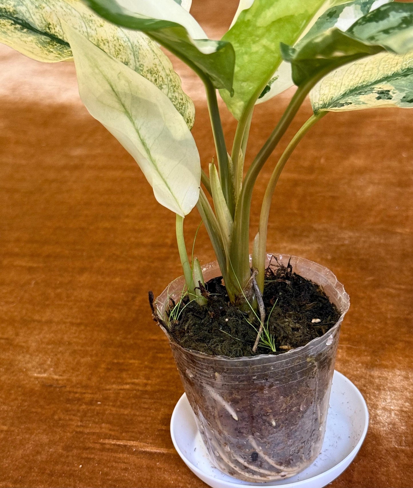 Aglaonema Commutatum ‘Manila Pride’