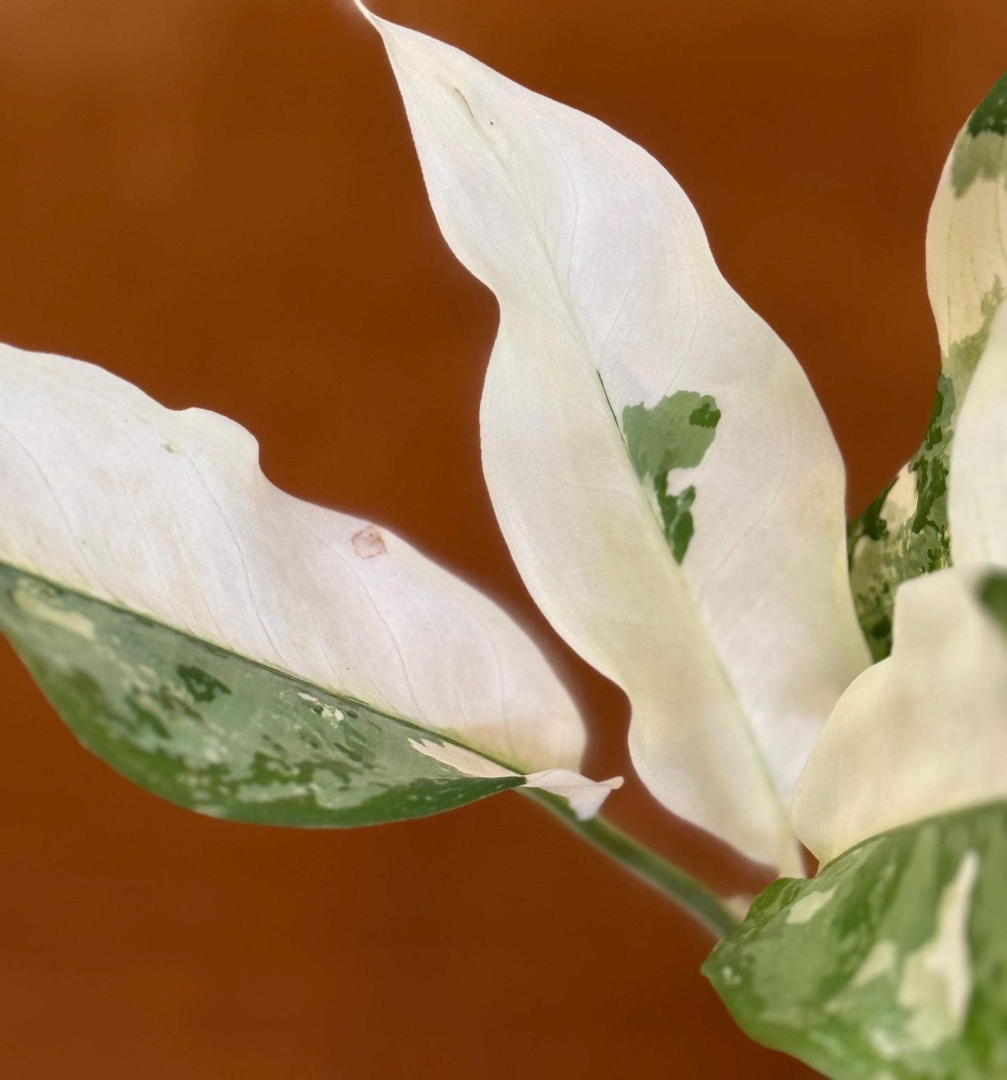 Aglaonema Commutatum Manila Pride plant