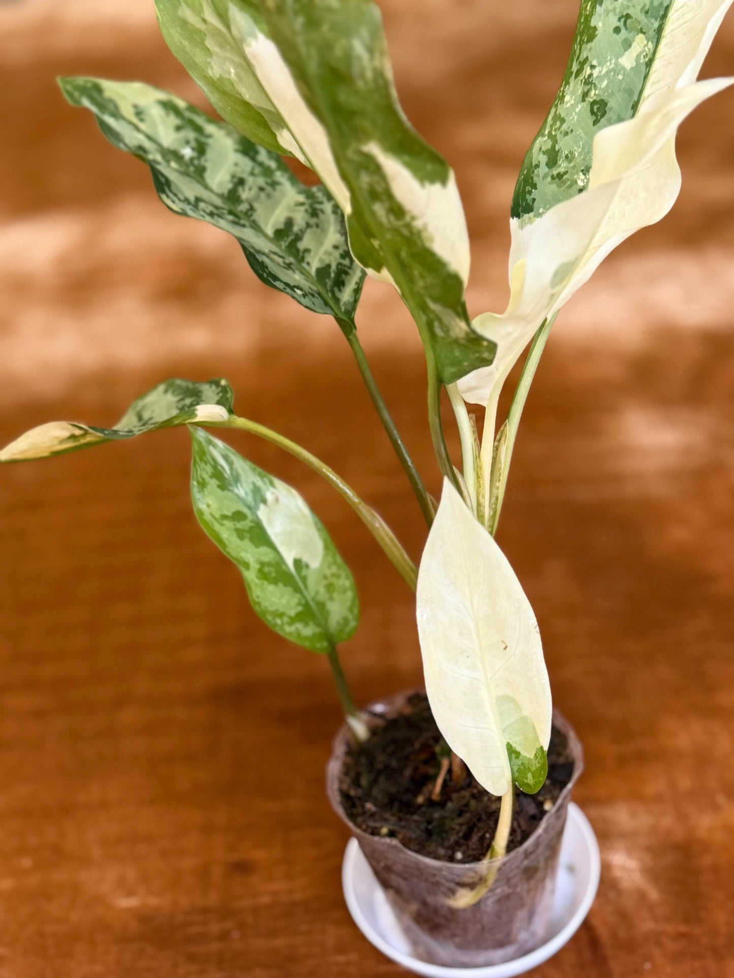 Aglaonema Commutatum Manila Pride plant