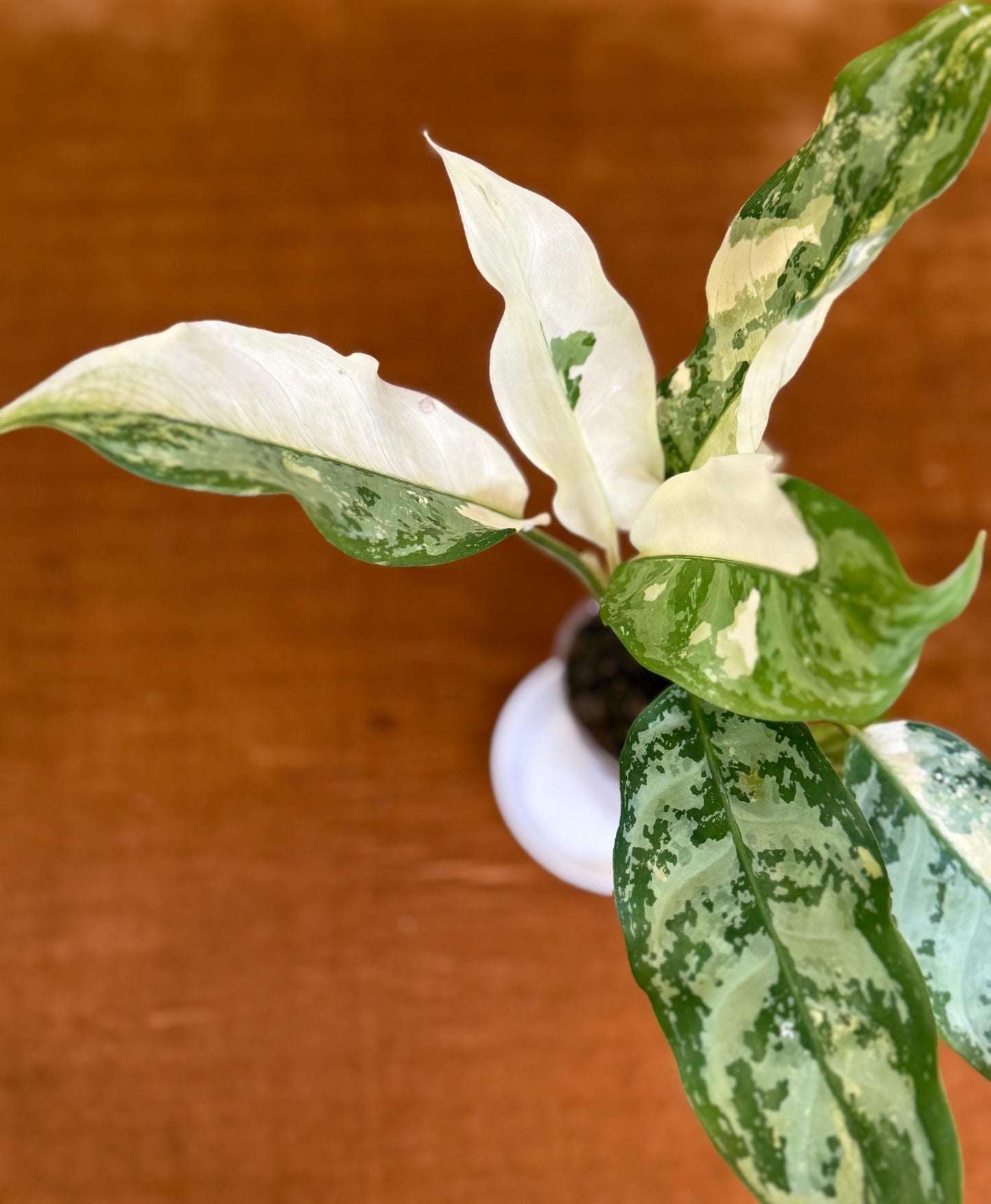 Aglaonema Commutatum Manila Pride plant