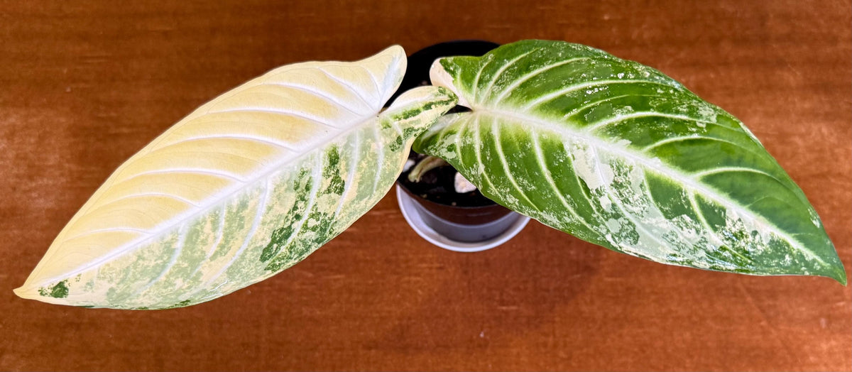Caladiums Varigated Caladium Lindenii Variegated (Xanthasoma Lindenii) – Jack in the Pulp