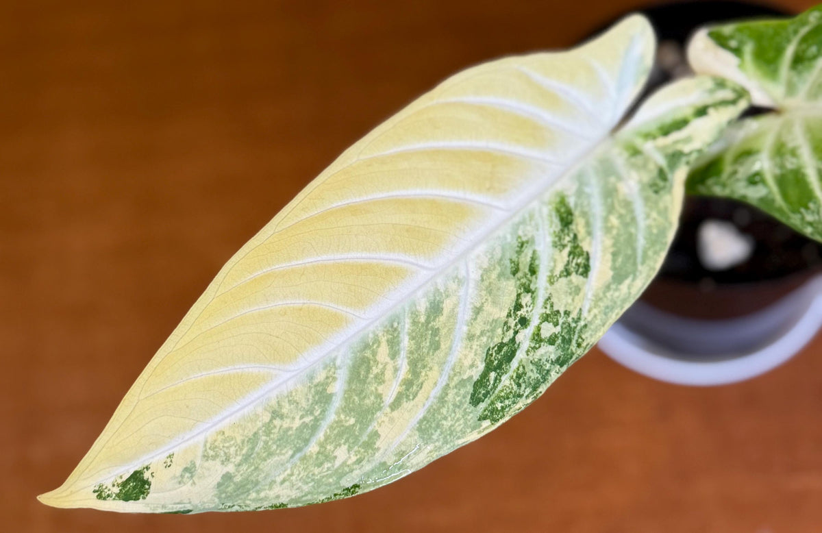 Caladiums Varigated Caladium Lindenii Variegated (Xanthasoma Lindenii) – Jack in the Pulp