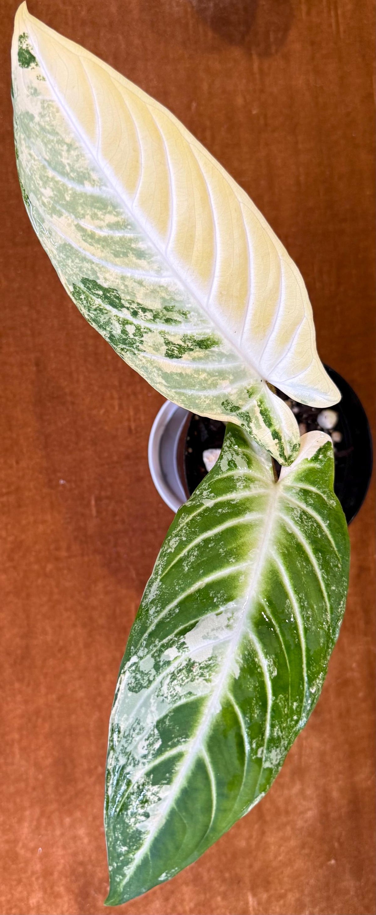 Caladiums Varigated Caladium Lindenii Variegated (Xanthasoma Lindenii) – Jack in the Pulp